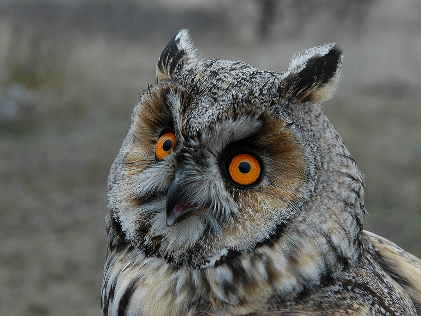 Long-eared Owl, Sundre 20060426